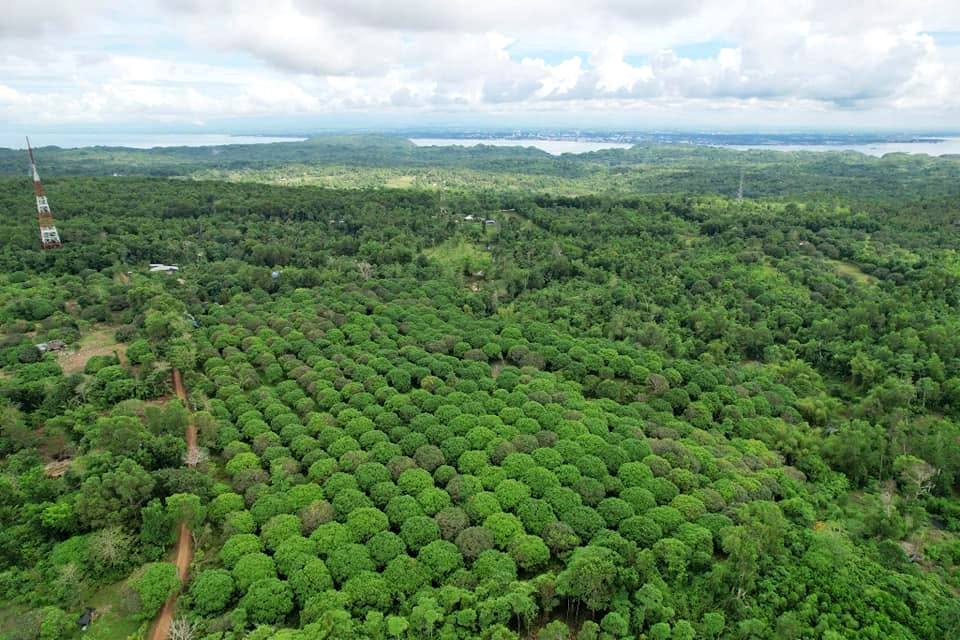 The farm’s mango orchard from the air, dense green canopy across the hills with the sea beyond