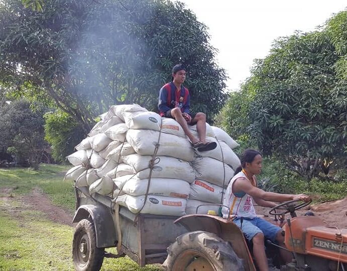 Farm workers hauling sacks of harvested fruit through the orchard on a tractor trailer