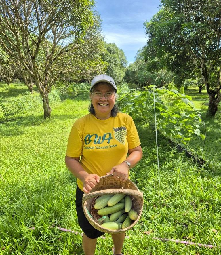 A Guimaras Wonder's Farm worker in the orchard