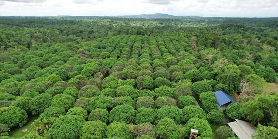 Aerial view of the mango orchard at Guimaras Wonder's Farm