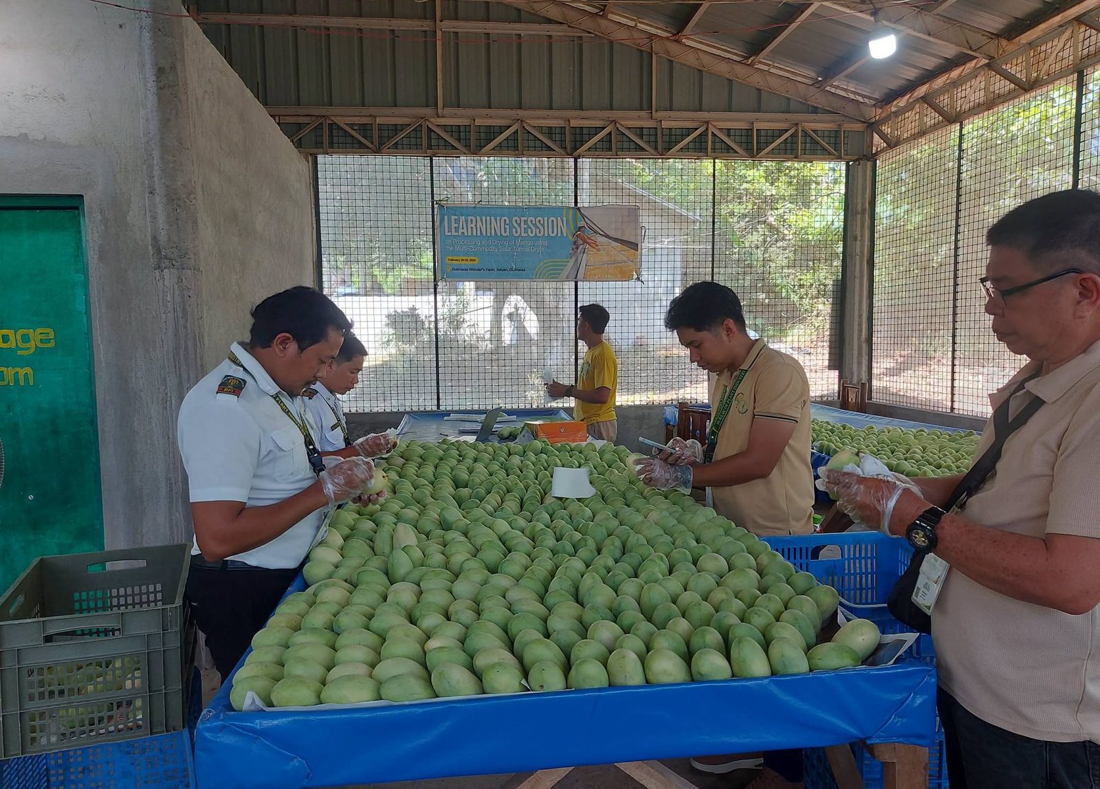 Mangoes being graded by hand on the farm's grading floor