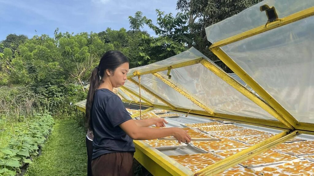 Dried mango slices laid out to dry in the sun