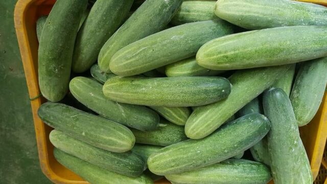 Fresh Cucumber