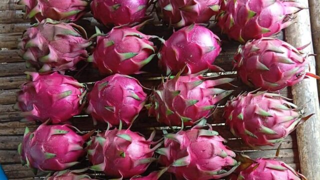 Fresh Dragon Fruit