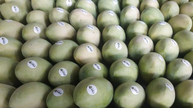 Fresh Mango